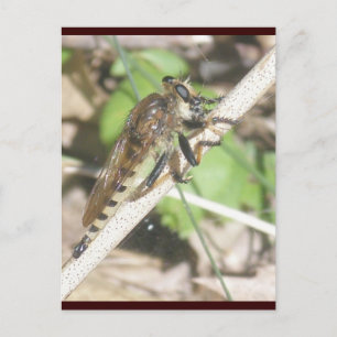 Robber Fly Briefkaart