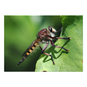 Robber Fly Foto Afdruk