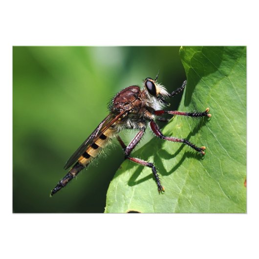 Robber Fly Foto Afdruk (Voorkant)