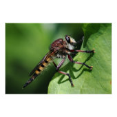 Robber Fly Perfect Poster (Voorkant)
