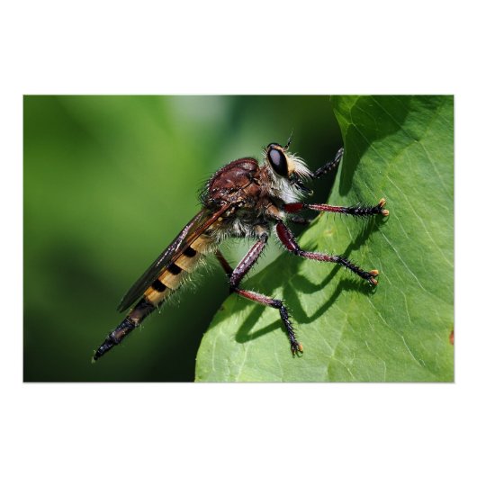 Robber Fly Perfect Poster (Voorkant)