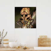 Robber Fly Profile Asildae Artistic Close Up Poster (Keuken)