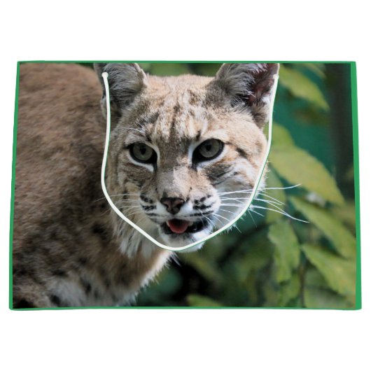 Robert J.Bobcat Groot Cadeauzakje (Voorkant)