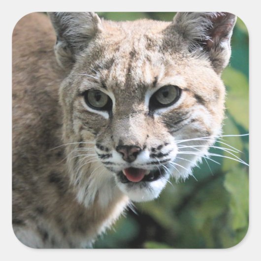 Robert J. Bobcat Vierkante Sticker (Voorkant)