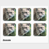 Robert J. Bobcat Vierkante Sticker (Vel)