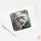 Robert J. Bobcat Vierkante Sticker (Envelop)