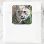 Robert J. Bobcat Vierkante Sticker (Tas)
