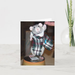 Robijn in haar Kaart van de Kilt