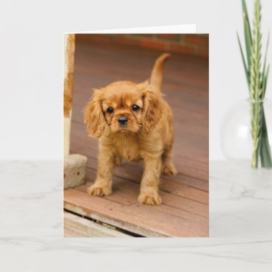 Robijn op porch.jpg kaart (Voorkant)