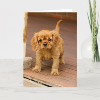 Robijn op porch.jpg kaart