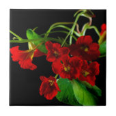 Robijn Rode Oost-Indische Kers Tegeltje (Voorkant)