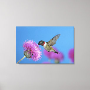 Robijnkeelkolibrie Canvas Afdruk