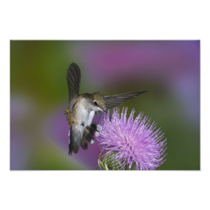 Robijnkeelkolibrie in vlucht bij distel foto afdruk