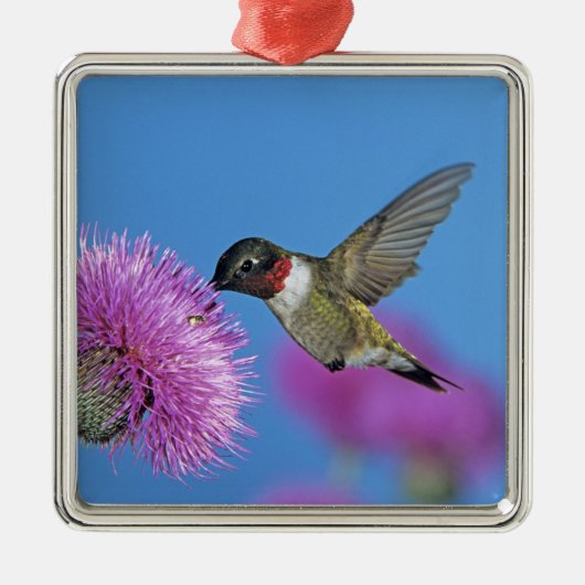 Robijnkeelkolibrie Metalen Ornament (Voorkant)