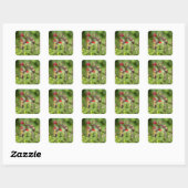 Robijnkeelkolibrie vierkante sticker (Vel)