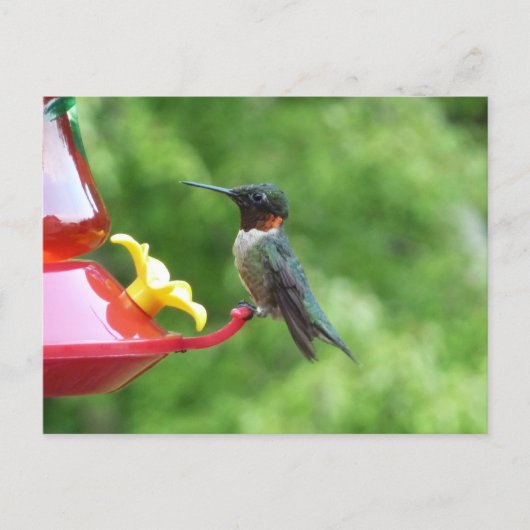Robijnkeelkolibrie Vogel Fotografie Briefkaart (Voorkant)
