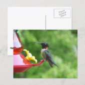 Robijnkeelkolibrie Vogel Fotografie Briefkaart (Voorkant / Achterkant)