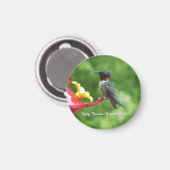 Robijnkeelkolibrie Vogel Fotografie Magneet (Voorkant / Achterkant)