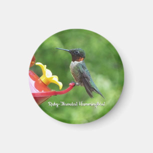 Robijnkeelkolibrie Vogel Fotografie Magneet