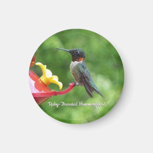 Robijnkeelkolibrie Vogel Fotografie Magneet (Voorkant)