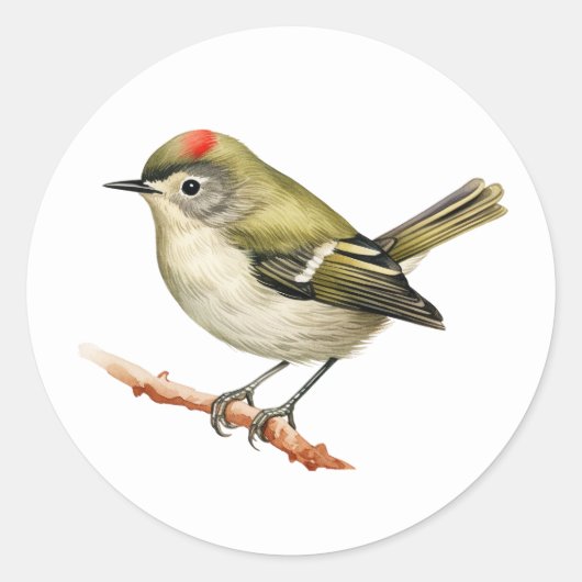 Robijnrode Kinglet Bird Stickers (Voorkant)