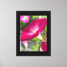 Robijnrode Morgen Glorie