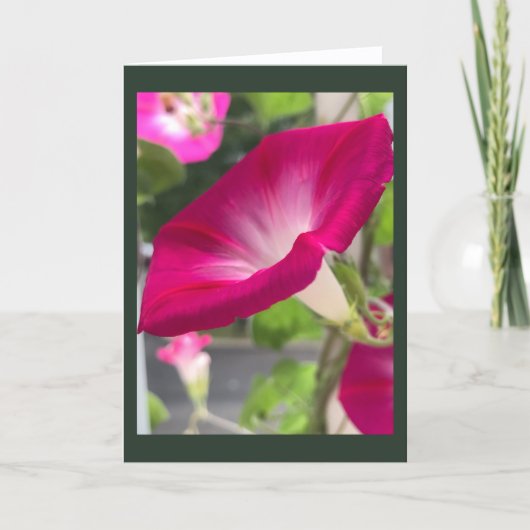 Robijnrode ochtendglorie blanco  kaart (Voorkant)