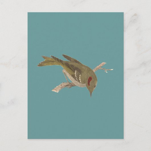 Robijnrood-Bekroonde Kinglet (Regulus calendula) Briefkaart (Voorkant)