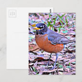 Robin (Amerikaanse Robin) Briefkaart (Voorkant / Achterkant)
