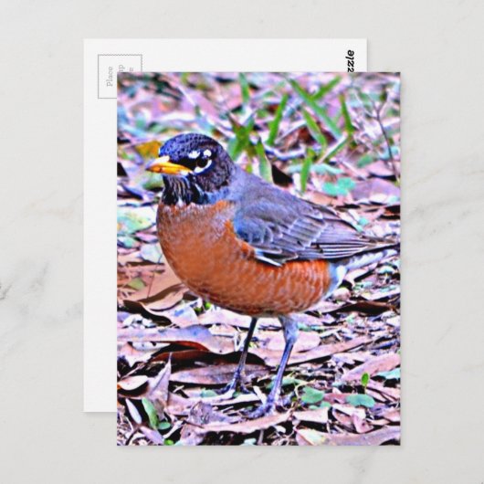 Robin (Amerikaanse Robin) Briefkaart (Voorkant / Achterkant)