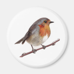 Robin Bird (Erithacus rubecula) magneet