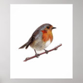 Robin Bird (Erithacus rubecula) Poster (Voorkant)