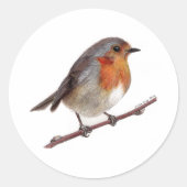 Robin Bird (Erithacus rubecula) Sticker (Voorkant)