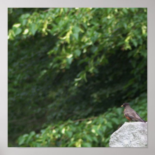 Robin Bird Foto Poster (Voorkant)