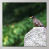 Robin Bird Foto Poster (Voorkant)