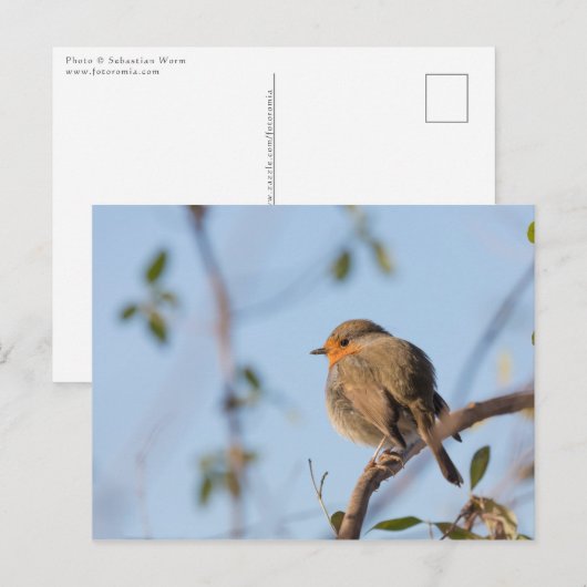 Robin Bird Natuur Foto Briefkaart (Voorkant / Achterkant)