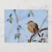 Robin Bird Natuur Foto Briefkaart (Voorkant)