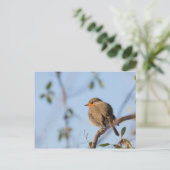 Robin Bird Natuur Foto Briefkaart (Staand voorkant)