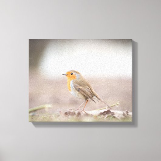 Robin Bird Natuur Foto Canvas Afdruk (Voorkant)