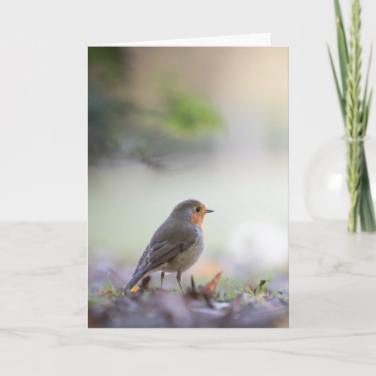 Robin Bird Natuur Foto Kaart (Voorkant)