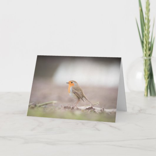 Robin Bird Natuur Fotokaart Kaart (Voorkant)