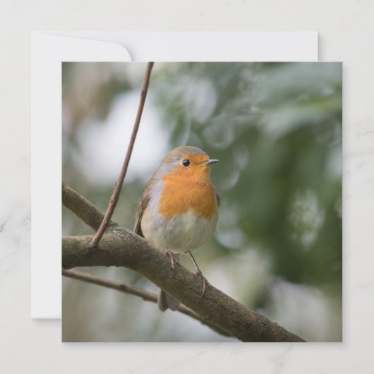Robin Bird Natuur Photo Card (Voorkant)