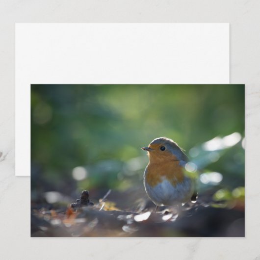 Robin Bird Natuur Photo Card (Voorkant / Achterkant)