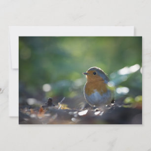 Robin Bird Natuur Photo Card