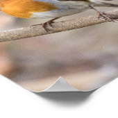 Robin Bird Poster (Hoek)