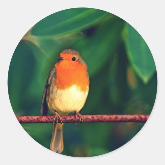 Robin bird ronde sticker (Voorkant)