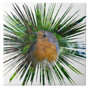 Robin bird uitzicht keramische tegel tegeltje