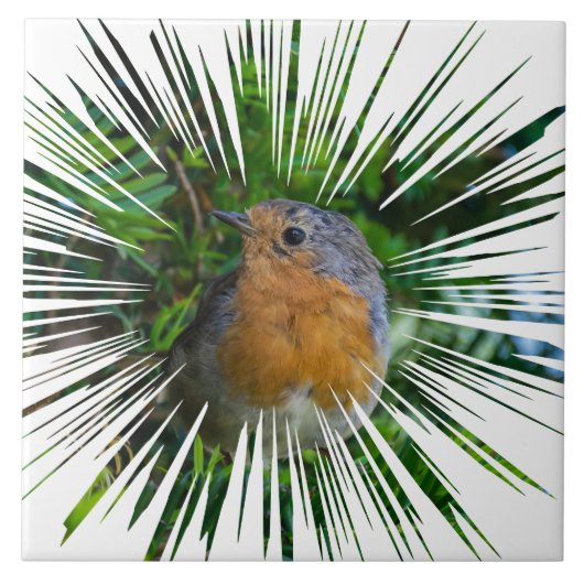 Robin bird uitzicht keramische tegel tegeltje (Voorkant)