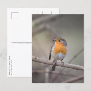 Robin Bird Wildlife Foto Briefkaart
