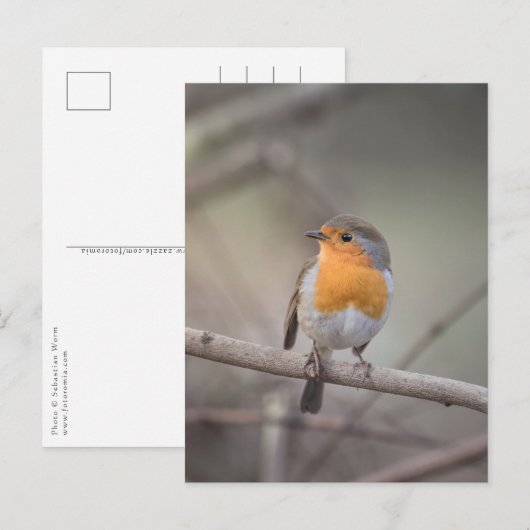 Robin Bird Wildlife Foto Briefkaart (Voorkant / Achterkant)